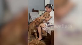 Jealous Golden Retriever dog slaps puppy in face