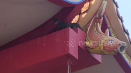 Hungry cat stuck on shrine roof for two days rescued in Thailand