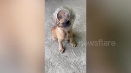 Puppy with plastic container stuck on head pleads for help removing item