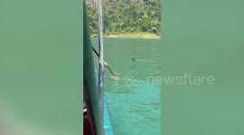 Passing boat rescues squirrel stranded in the middle of lake