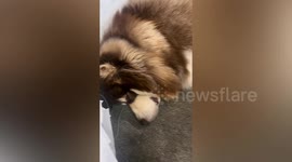 Alaskan Malamute falls asleep again seconds after being awakened by the smell of food