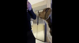 the dog eats a tangerine, the dog drools from tangerines