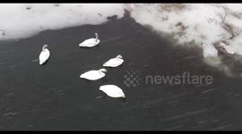 Swans Swim in The Gaojia Lake Wetland Despite Heavy Snow in Hami, China