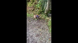 Bulldog puppy loves the water