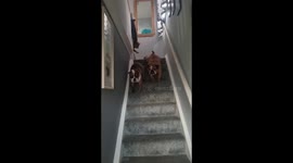British bulldog has hilarious technique when going downstairs