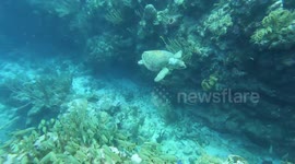 Beautiful Hawksbill turtle swims through coral canyons and greets divers
