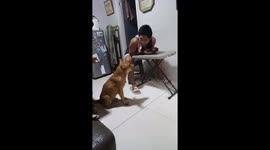 Harley is asking for food to eat but kuya utoy want said kiss first before you have your breakfast but Harley our dog didn't want kisses