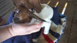 One-eyed baby cyclops goat born on farm in Thailand