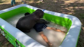 Rescued baby elephant cools off while playing with wildlife worker in paddling pool