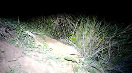 Locals set up otter conservation points in river in Thailand