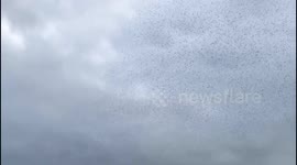 Stunning starling murmuration forms animal shapes of whale, bird and rabbit