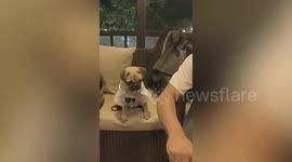 Excited pet Pug dog patiently waits for her favourite chicken snack