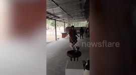 Friendly baby elephant bows head and curtsies to ask for milk