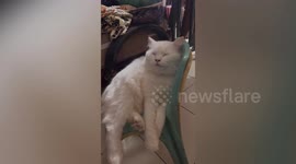 Sweet pet cat naps against chair in amusing position