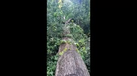 BEAUTIFUL FOREST LIFE IN SRI LANKA