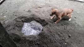 Helpful pet dog mixes sand and cement with owners at construction site