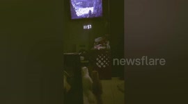 Two pet cats attentively watch The Lion King movie with owner