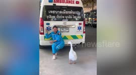 Aggressive goose bullies amused paramedic resting in car park