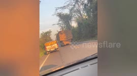 Hungry wild elephant stops trucks to snack on freshly-harvested sugarcane