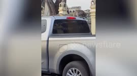 Wild monkey troop attacks cars caught in traffic jam in Thailand
