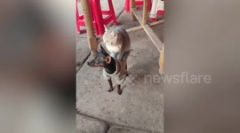 Lazy kitten rides on friend chihuahua's back like royalty
