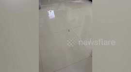 Baby octopus swims through flooded home after heavy rain in Malaysia
