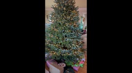 Goofy man wraps himself as a Christmas gift to surprise his sister