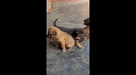 Puppies Life is very Good. Lovely puppy playing with mom and dad