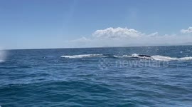 Humpback Wales off the Coast of Dominican Republic. 6 males were trying to woo a single female.  It was a very lucky day out on the ocean.