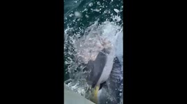 Almost lost my hand to a shark.