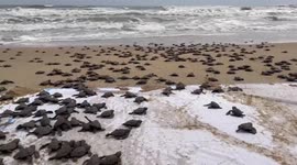 Hundreds of olive ridley sea turtles released into Indian waters