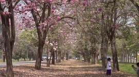 Pink sakura cherry blossoms bloom in university