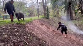 Rescued baby elephant slides down slope during walking practice