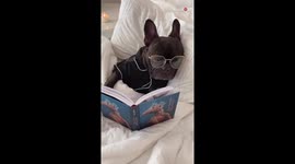 Dog 'exercises' his mind by putting on glasses and reading a book in owner's bed