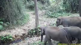 Wild elephant family walks by wildlife camera