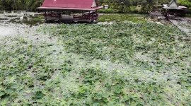 Drone footage shows breathtaking scenery at lotus field in central Thailand