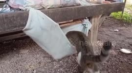 Pet cat hops into hammock to sleep