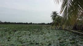 Blooming purple flowers at lotus field attracts tourists amid declining rice prices in central Thailand