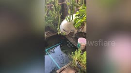 Clumsy dog slips and falls into koi pond in garden