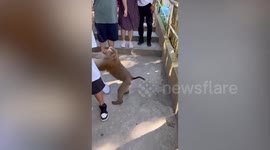 Wild monkey steals bottle of Coca-Cola from tourist in Thailand