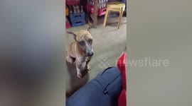 Hungry stray dog asks for food from eating customers at restaurant