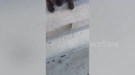Kind motorcycle rider pulls over to save lost cat on bridge