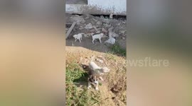 Kind local takes food to puppies living under abandoned home