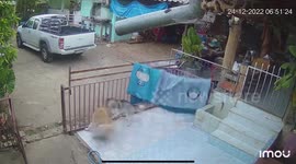 Three naughty pet dogs destroy owner's freshly-washed blanket playing tug-of-war
