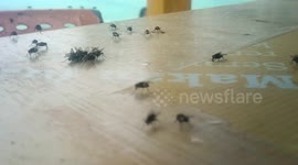 The way flies eat together looks clean even though the garbage they eat