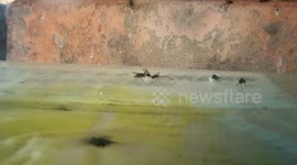 Slow motion video how flies eat together with coloni looks like clean but its garbage