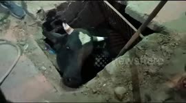 Cow rescued after becoming trapped in narrow culvert in northern India