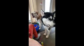 Howling Alaskan Malamute singers Fish and Dotty love to join in whenever they hear music being played