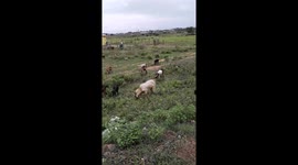 Beautiful lots of goats grazing in green field in INDIA . goat grazing grass