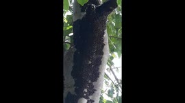 big Tree Infested With Weird black Bugs in India . Bug insects on tree